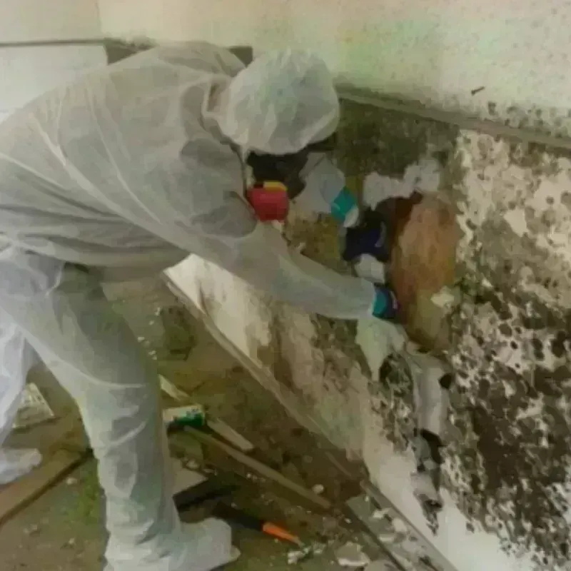 Mold Remediation and Removal in Saint Croix Falls, WI